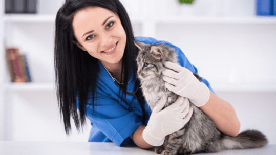 Animal Lab Technician Shoe Covers